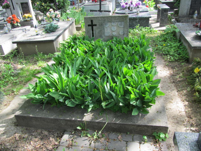 Maria Ćwik Przeworsk - Grobonet - Wyszukiwarka osób pochowanych